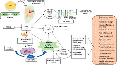 Role of cytokinins in seed development in pulses and oilseed crops: Current status and future perspective